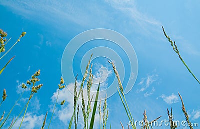 Summer. Green grass on blue sky background Stock Photo