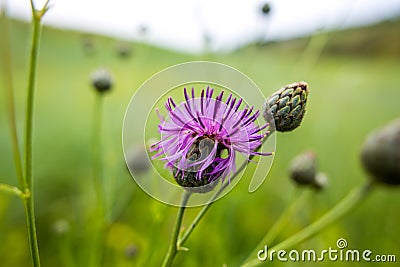 Summer green wildflowers and insects, white dandelion, strawberries, purple safflower, beautiful botany Stock Photo