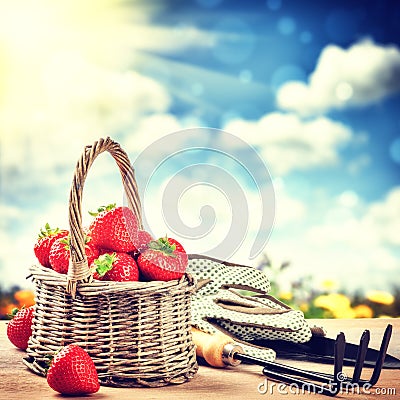 Summer harvest of fresh strawberries Stock Photo