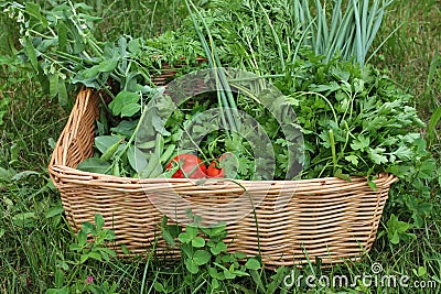 Summer harvest of organic vegetables in a wicker basket. Young peas, green onions, fresh parsley, red tomatoes on a vine. Stock Photo