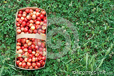 Summer harvest of pink sweet cherries. basket with freshly picked cherry fruits standing on green grass. Delicious, juicy, sweet Stock Photo