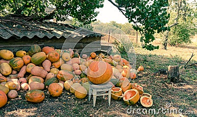 Summer harvest of yellow pumpkins and a sunny garden. Summer in Tuscany Stock Photo