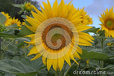 Sunflowers in Alsace in France Stock Photo