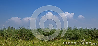 Summer Highveld landscape in South Africa Stock Photo