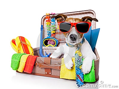 Summer holiday dog Stock Photo