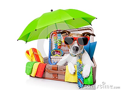 Summer holiday dog Stock Photo