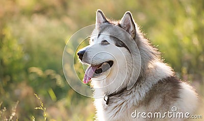 Summer husky portrait Stock Photo
