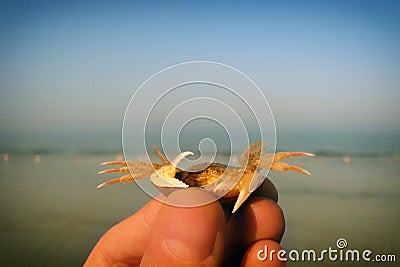 The summer idyll and the evening calm. Quiet waves lapping on the sand. Crab in hand on the background of the sea and summer beach Stock Photo