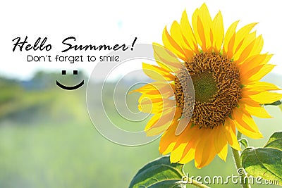 Summer inspirational quote - Hello Summer. Do not forget to smile. With smiling sunflower blossom on a field. Summer card and Stock Photo