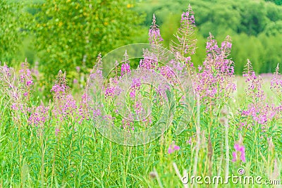 Summer June beautiful landscape with flowering fireweed and mead Stock Photo