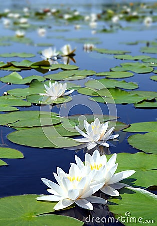 Summer lake with water-lily flowers Stock Photo