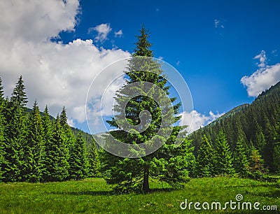 Summer landscape alone pine-tree. Carpathians mountains. Ukraine Stock Photo