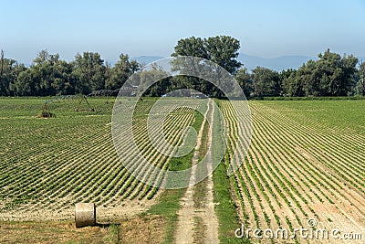 Summer landscape along the cycle path of the Po river, italy Stock Photo