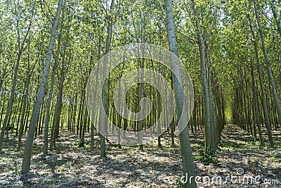 Summer landscape along the cycle path of the Po river, italy Stock Photo