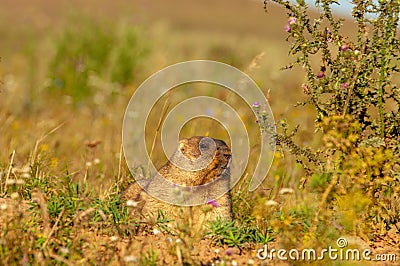 Summer landscape with animal marmot, a heavily built, gregarious, burrowing rodent of both Eurasia and North America, typically Stock Photo