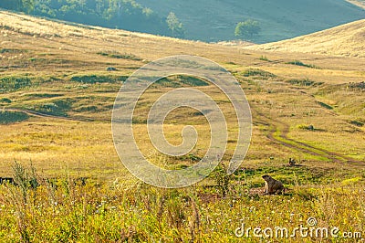 Summer landscape with animal marmot, a heavily built, gregarious, burrowing rodent of both Eurasia and North America, typically Stock Photo