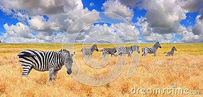 Summer landscape, banner - view of a herd of zebras grazing in high grass under the hot sun Stock Photo