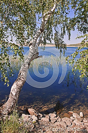 Summer landscape with a birch on the coast of lake Stock Photo