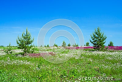 Summer landscape with the a blossoming meadow Stock Photo