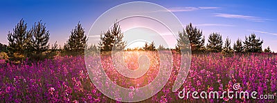 Summer landscape with the blossoming meadow, sunrise Stock Photo
