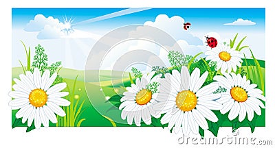 Summer landscape with a chamomile. Vector Illustration