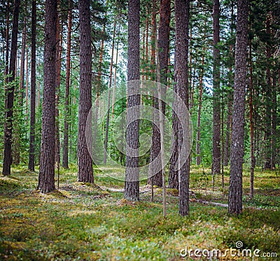 Summer landscape clear panorama Stock Photo