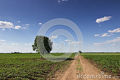 Summer landscape with country road and fields. Lonely tree. Stock Photo