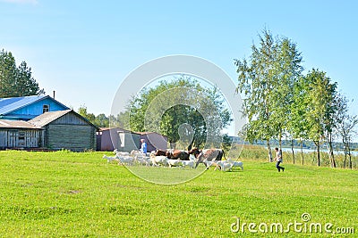 Summer landscape with farmhouse and a herd of farm animals. Editorial Stock Photo