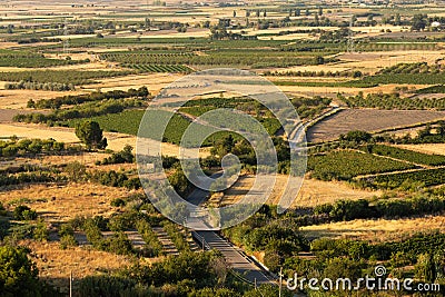 Summer landscape of fields and crops of vines and olive trees Stock Photo