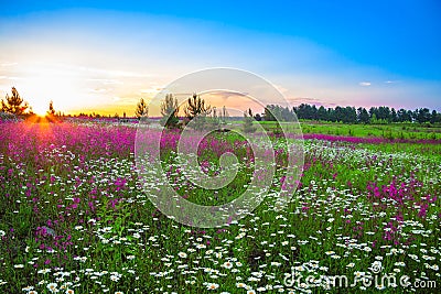 Summer landscape with flowers on a meadow and sunset Stock Photo