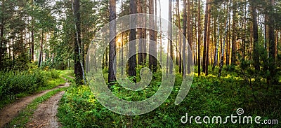 Summer landscape foggy night in a pine forest with a dirt road, Russia, Ural Stock Photo