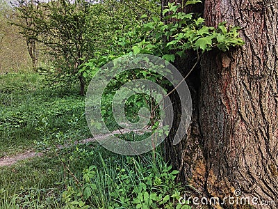 Large old tree with a thick trunk Stock Photo