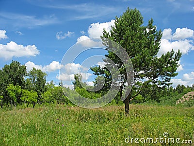 Summer landscape with a lonely pine-tree Stock Photo