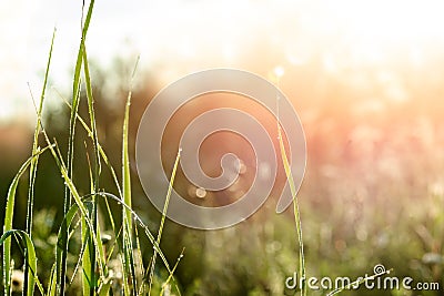 Summer landscape nature background meadow grass Stock Photo