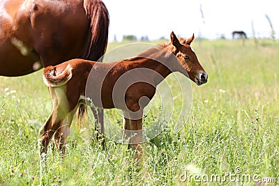 Summer landscape with one weeks old little foal Stock Photo