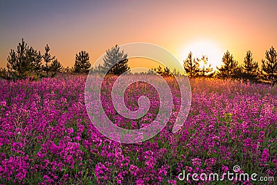 Summer landscape with purple flowers on a meadow and sunset Stock Photo