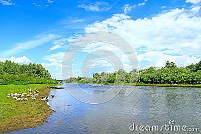 Summer landscape with river and grazing geese Stock Photo