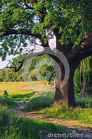 Summer landscape showing giant oak beside country road Stock Photo