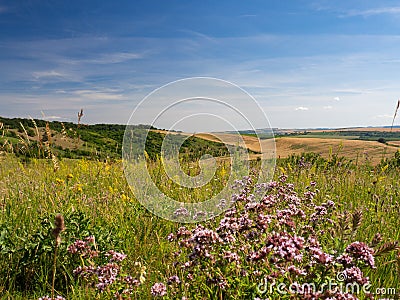 Summer landscape in South Moravia, Czehc republic Stock Photo