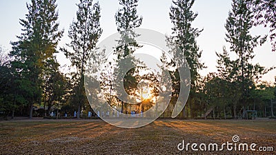 Summer landscape at sunrise. pine trees growing in a field and s Editorial Stock Photo