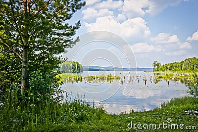 Summer landscape - swampy bay with flooded trees on the lake. Turgoyak, South Ural, Russia Stock Photo
