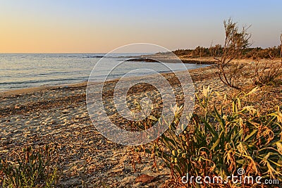 Summer landscape.Torre Guaceto Nature Reserve: Pancratium maritimum, or sea daffodil. BRINDISI Apulia-ITALY-Mediterranean maquis Stock Photo