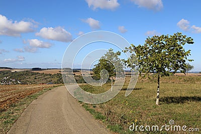 Summer landscape. Towed road with trees on the side of the road Stock Photo