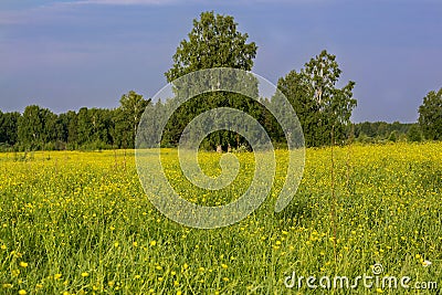 Summer landscape with trees Stock Photo