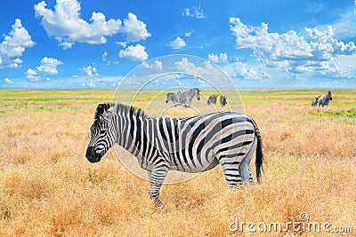 Summer landscape - view of a herd of zebras grazing in high grass under the hot summer sun Stock Photo