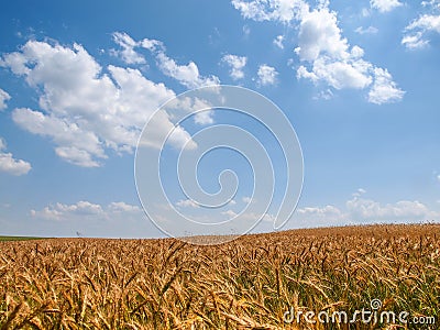 Summer landscape wheat field white clouds blue sunny sky, Poland Stock Photo