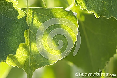 Summer leaves Stock Photo