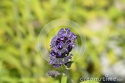 Summer lilac Black Knight Stock Photo