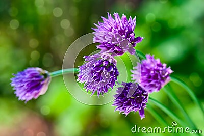 Summer lilac flowers Stock Photo
