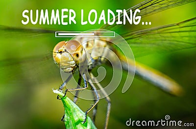 Summer loading, dragonfly on a grass background Stock Photo